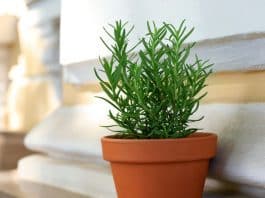 Alecrim na cozinha atrai prosperidade? Saiba onde colocar para ativar a energia da abundância