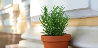 Alecrim na cozinha atrai prosperidade? Saiba onde colocar para ativar a energia da abundância