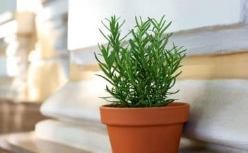 sabiaspalavras.com - S&aacute;bias Palavras