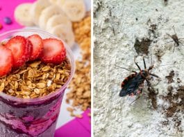Brasil enfrenta mortes e casos confirmados de Doença de Chagas ligados ao consumo de AÇAÍ – saiba como se proteger agora