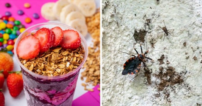 brasil-enfrenta-mortes-e-casos-confirmados-de-doenca-de-chagas-ligados-ao-consumo-de-acai-saiba-como-se-proteger-agora Brasil enfrenta mortes e casos confirmados de Doença de Chagas ligados ao consumo de AÇAÍ – saiba como se proteger agora