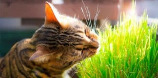 Seu gato come grama e depois vomita? O motivo é chocante (e totalmente natural)