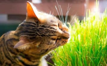 sabiaspalavras.com - S&aacute;bias Palavras