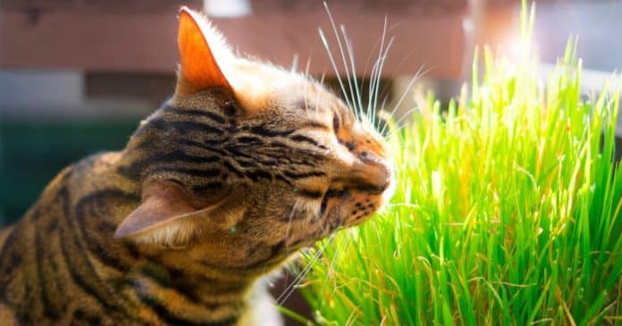 seu-gato-come-grama-e-depois-vomita-o-motivo-e-chocante-e-totalmente-natural Seu gato come grama e depois vomita? O motivo é chocante (e totalmente natural)