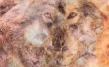 sabiaspalavras.com - S&aacute;bias Palavras