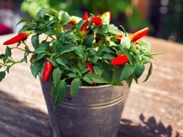 Use a Pimenteira como “Guardiã do Lar” colocando esta planta no lugar CERTO para proteger sua casa de energias negativas