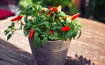 sabiaspalavras.com - S&aacute;bias Palavras