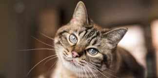 9 Coisas que seu gato faz que significam o oposto do que você imagina