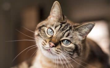 sabiaspalavras.com - S&aacute;bias Palavras