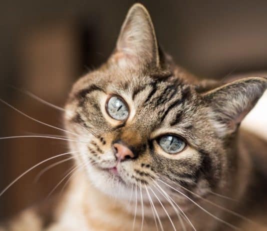 9 Coisas que seu gato faz que significam o oposto do que você imagina