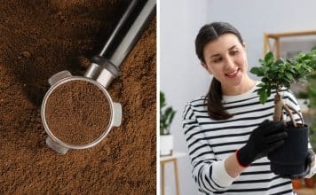 sabiaspalavras.com - S&aacute;bias Palavras