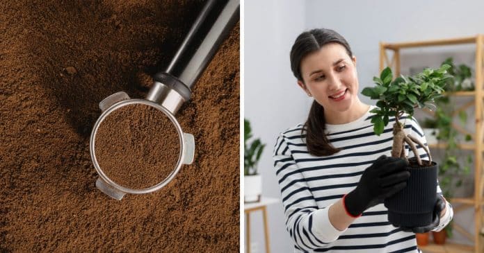 cafe-nas-plantas-especialistas-revelam-o-que-realmente-acontece-quando-voce-usa-esse-ingrediente-no-jardim.1 Café nas plantas: Especialistas revelam o que realmente acontece quando você usa esse ingrediente no jardim