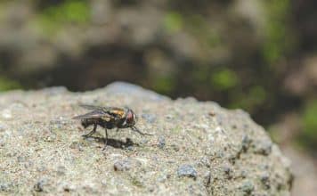 sabiaspalavras.com - S&aacute;bias Palavras