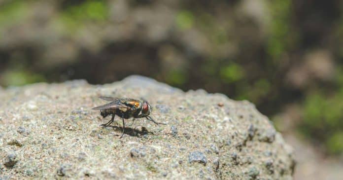 Chega de moscas: Aprenda a fazer uma armadilha caseira eficaz, barata e sem químicos