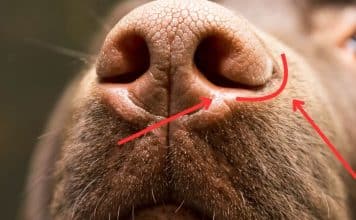 sabiaspalavras.com - S&aacute;bias Palavras