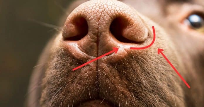 Você já reparou nessas fendas nas laterais do nariz dos cachorros? O segredo impressionante por trás desse detalhe curioso
