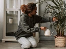 5 Plantas que quase não precisam de água: ideais para quem não tem tempo