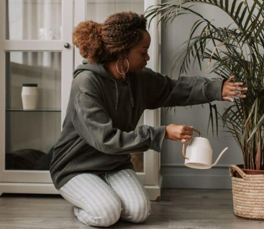 5 Plantas que quase não precisam de água: ideais para quem não tem tempo