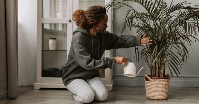 5-plantas-que-quase-nao-precisam-de-agua-ideais-para-quem-nao-tem-tempo 5 Plantas que quase não precisam de água: ideais para quem não tem tempo