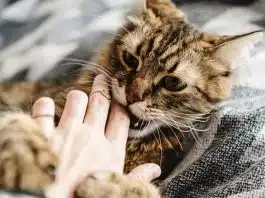A culpa das mordidas no seu braço pode ser SUA: Entenda por que seu gato te ataca (e como parar isso agora)