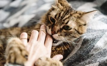 sabiaspalavras.com - S&aacute;bias Palavras