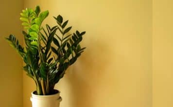 sabiaspalavras.com - S&aacute;bias Palavras