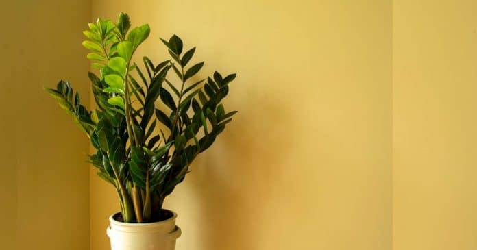 “Ímã da riqueza”: esta planta é o “segredo milenar do Feng Shui” para atrair prosperidade