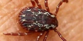 sabiaspalavras.com - S&aacute;bias Palavras