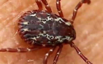 sabiaspalavras.com - S&aacute;bias Palavras