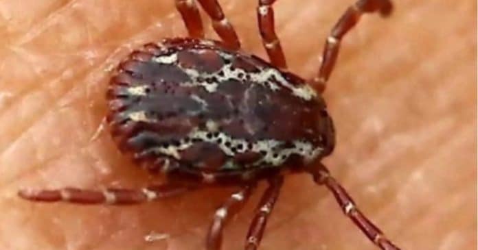 Se você encontrou um carrapato em casa, leia isso antes de fazer qualquer coisa