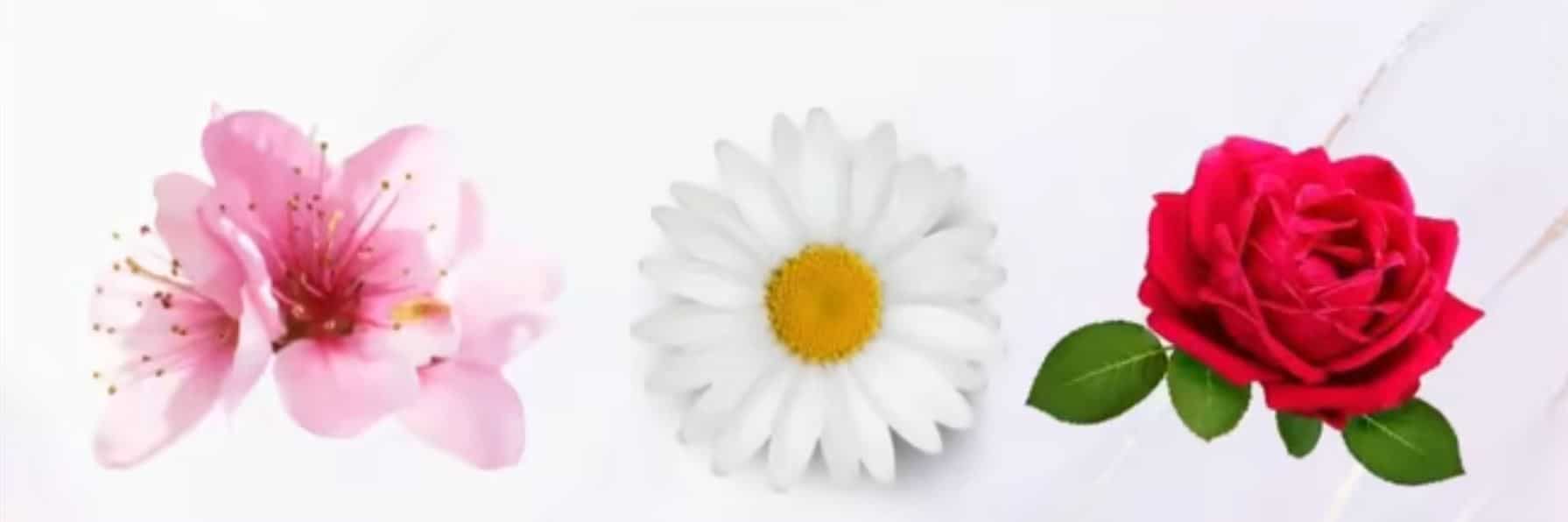 sabiaspalavras.com - Teste de intui&ccedil;&atilde;o: a flor que voc&ecirc; escolher revela uma mensagem profunda que o Universo est&aacute; tentando te enviar