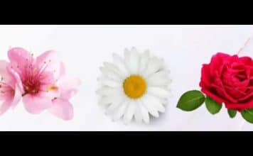 sabiaspalavras.com - S&aacute;bias Palavras