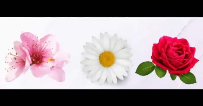 Teste de intuição: a flor que você escolher revela uma mensagem profunda que o Universo está tentando te enviar