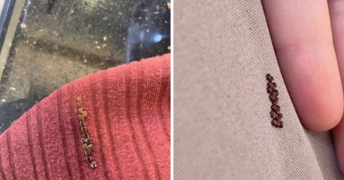 Você encontrou estas pequenas “sementes” marrons na sua roupa? A verdade é muito preocupante