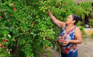 sabiaspalavras.com - S&aacute;bias Palavras