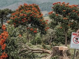 “Planta assassina” foi proibida em Santa Catarina por risco grave à saúde — multa chega a R$1 mil