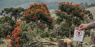 “Planta assassina” foi proibida em Santa Catarina por risco grave à saúde — multa chega a R$1 mil “Planta assassina” foi proibida em Santa Catarina por risco grave à saúde — multa chega a R$1 mil