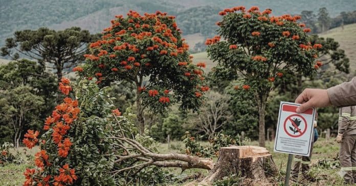 essa-planta-assassina-foi-proibida-em-santa-catarina-por-risco-grave-a-saude-multa-chega-a-r1-mil “Planta assassina” foi proibida em Santa Catarina por risco grave à saúde — multa chega a R$1 mil
