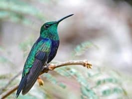 Não é apenas coincidência? Quando um beija-flor aparecer na sua casa ele traz estas mensagens