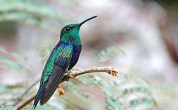 sabiaspalavras.com - S&aacute;bias Palavras