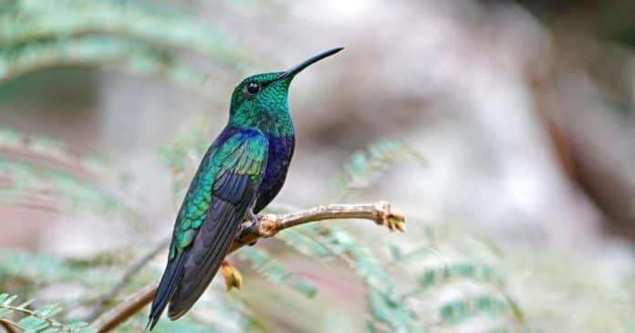 nao-e-apenas-coincidencia-entenda-por-que-um-beija-flor-pode-aparecer-na-sua-casa Não é apenas coincidência? Quando um beija-flor aparecer na sua casa ele traz estas mensagens