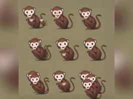 O número de macacos que você vê nesta imagem revela se você é narcisista