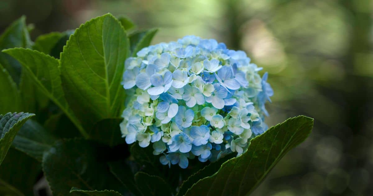 Plantas que você NUNCA deve ter dentro de casa: atraem azar, pobreza e ruína sabiaspalavras.com - Plantas que você NUNCA deve ter dentro de casa: atraem azar, pobreza e ruína