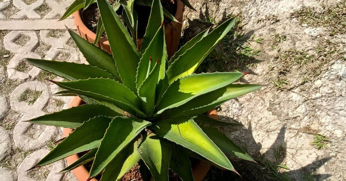Plantas que você NUNCA deve ter dentro de casa: atraem azar, pobreza e ruína sabiaspalavras.com - Plantas que você NUNCA deve ter dentro de casa: atraem azar, pobreza e ruína