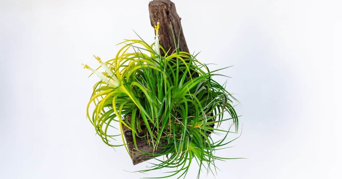 Plantas que você NUNCA deve ter dentro de casa: atraem azar, pobreza e ruína sabiaspalavras.com - Plantas que você NUNCA deve ter dentro de casa: atraem azar, pobreza e ruína