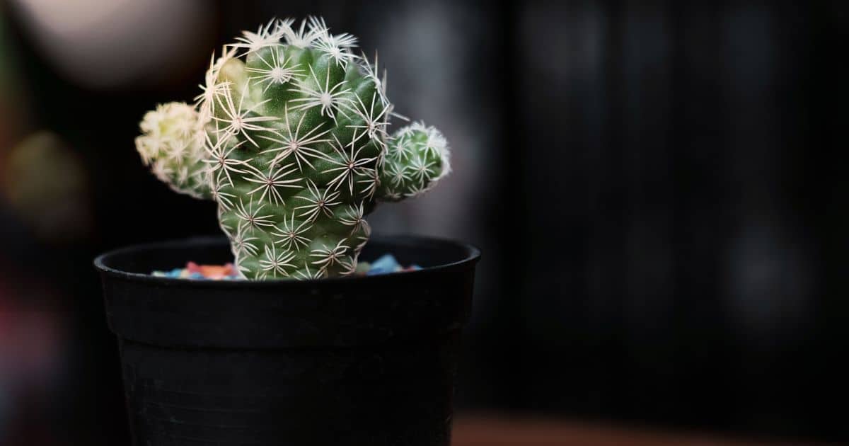 Plantas que você NUNCA deve ter dentro de casa: atraem azar, pobreza e ruína sabiaspalavras.com - Plantas que você NUNCA deve ter dentro de casa: atraem azar, pobreza e ruína