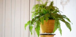 Por que muitas pessoas EVITAM criar samambaia dentro de casa? Entenda a crença espiritual por trás da planta