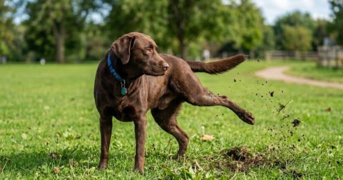 Os chutes dos cachorros na grama após as necessidades não é higiene… é assinatura
