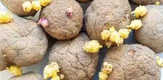 Se as suas batatas brotam rápido, é só colocar esta fruta junto – e elas duram muito mais Se as suas batatas brotam rápido, é só colocar esta fruta junto – e elas duram muito mais