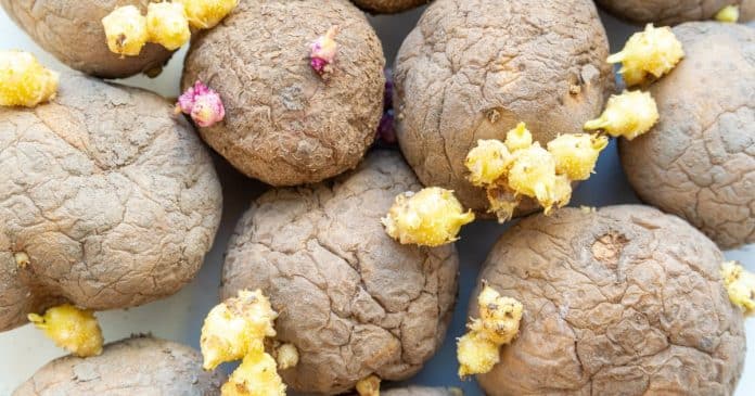 Se as suas batatas brotam rápido, é só colocar esta fruta junto – e elas duram muito mais